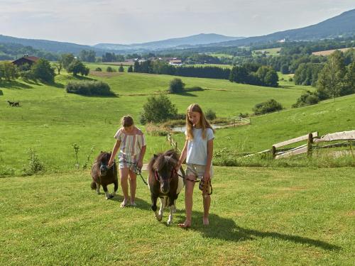 Spaziergang mit den Minishettys