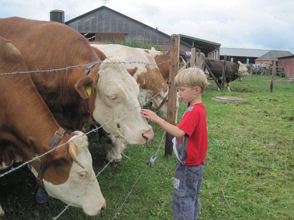 Erster Kontakt zur Kuh Erster Kontakt zur Kuh