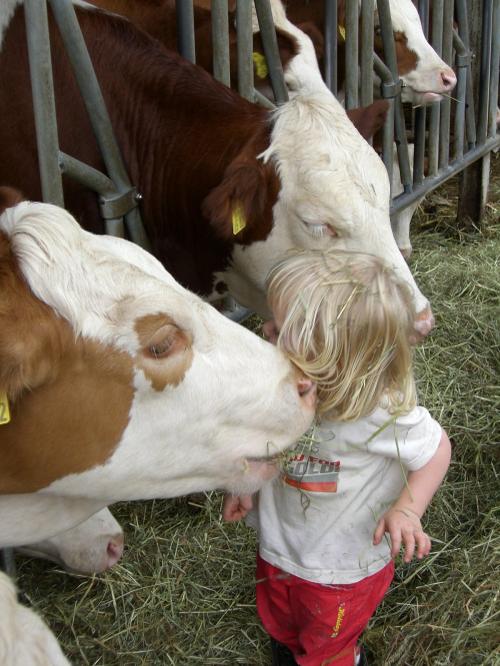 Kind bei Rindern
