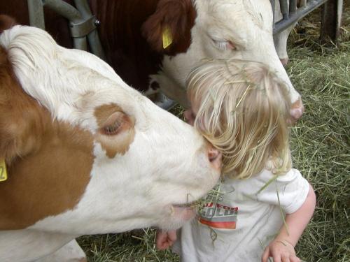 Kind bei Rindern Kind bei Rindern