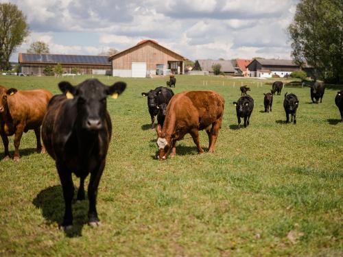Besuch auf der Weide