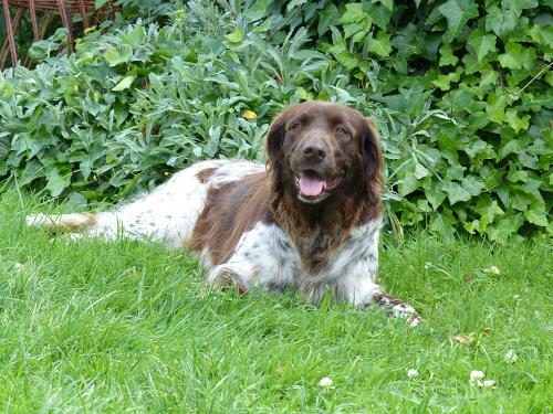 tiere_04