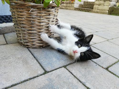 Hofkatze