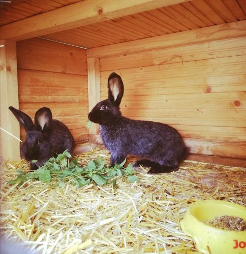 Unsere Kaninchen