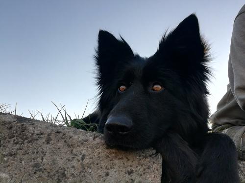 Hofhund