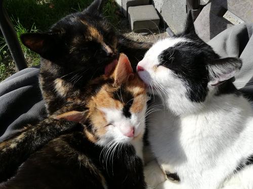 verschmuste Katzen