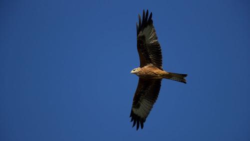 ries2 Vogelschutzgebiet