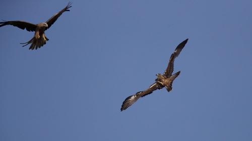 ries5 Vogelschutzgebiet