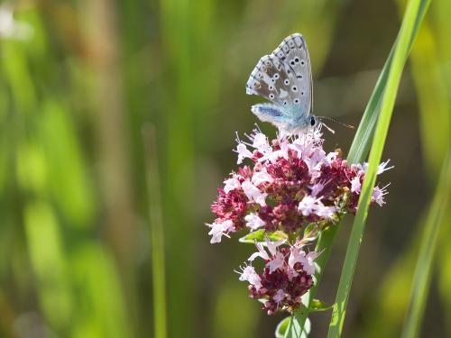 ries6 Pfäfflinger Wiesen