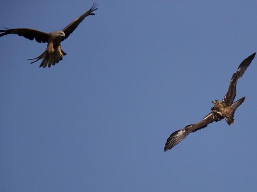 ries5 Vogelschutzgebiet