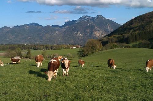 Unsere Kühe auf der Weide