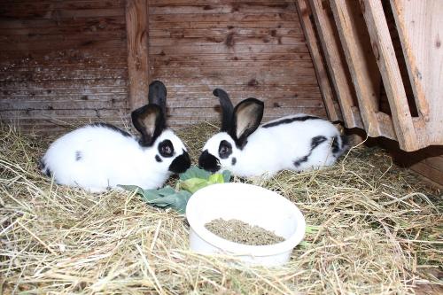Unsere Hasen
