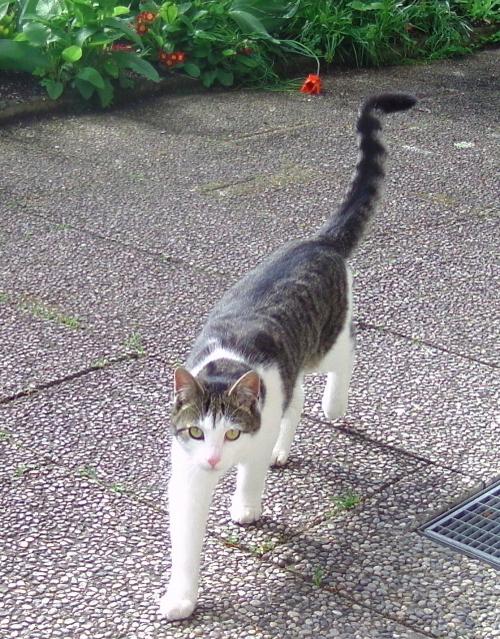 Unser Kater "Lenzi"
