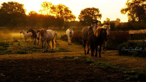 Morgenstimmung auf dem Pferdehof