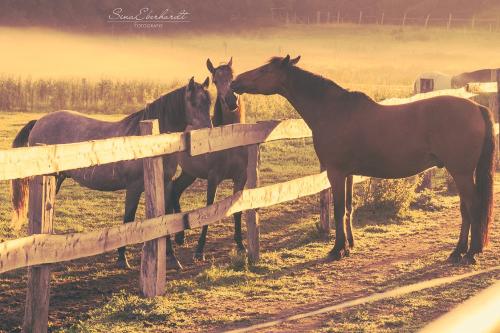 Morgenstimmung auf dem Pferdehof