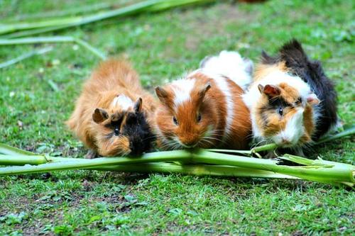 unsere Meerschweinchen