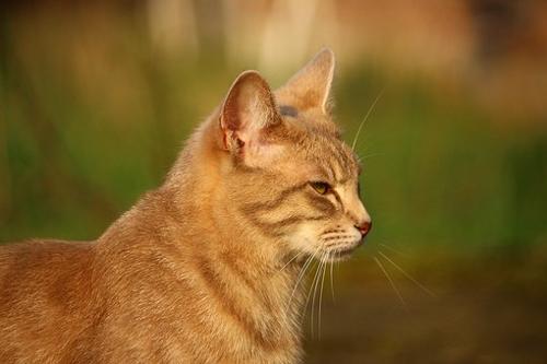 unsere Samy