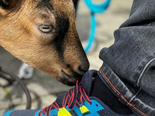 Berghof Kinker Roßhaupten - Ziege spielt mit Schnürsenkel Berghof Kinker Roßhaupten - Ziege spielt mit Schnürsenkel