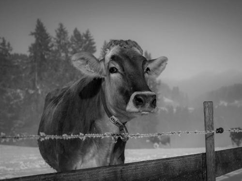 Berghof Kinker Roßhaupten - Kuh Schnee Weide Berghof Kinker Roßhaupten - Kuh Schnee Weide