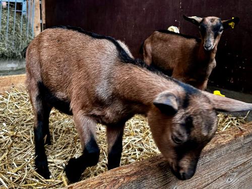 Berghof Kinker Roßhaupten Ziegenkitze Berghof Kinker Roßhaupten Ziegenkitze