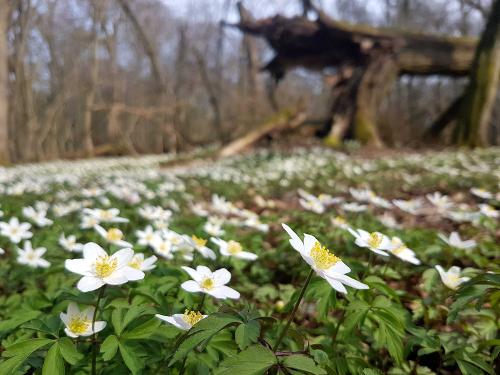 Frühling an der Wachsenburg