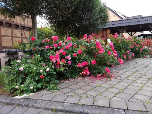 Rosenpracht den ganzen Sommer lang vor dem Haus.