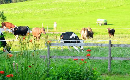 Natürlich dürfen unsere Kühe auch raus auf die Wiesen