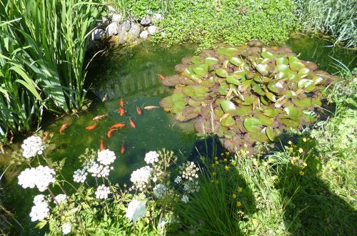Erkunden Sie doch unseren kleinen Teich