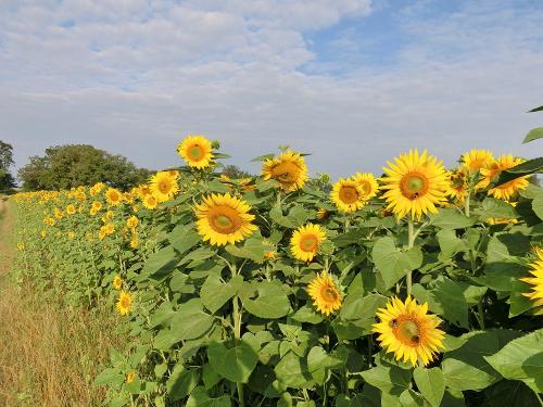 Sonnenblumen