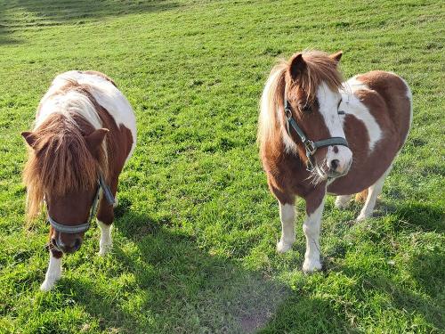 Felix und Fanny auf der Weide