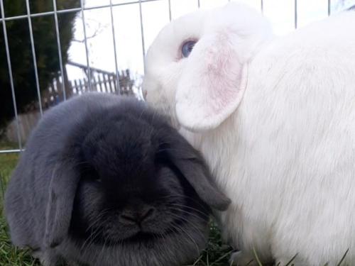 Unsere Hasen Hoppel und Poppel