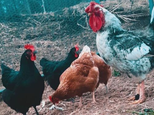 Gustav und seine Mädels