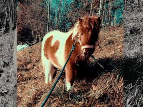 Spaziergang mit Fanny