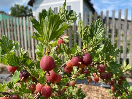Stachelbeeren im Beerengarten