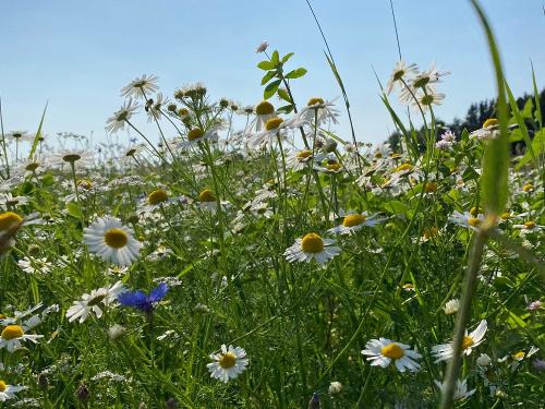 Blumenwiese