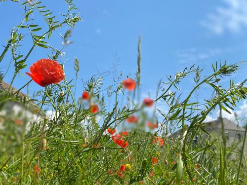 Mohnblumen