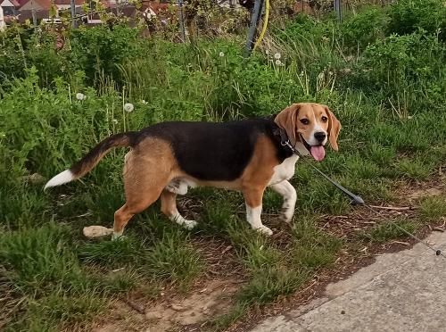 Unser Beagle "Chicco"