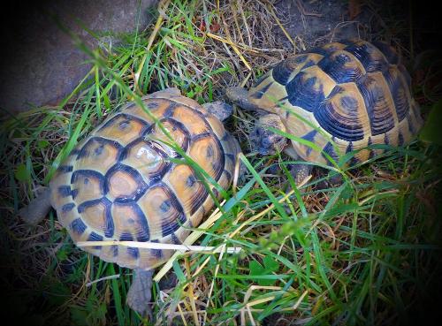 Schildkröten Marlene & Lina