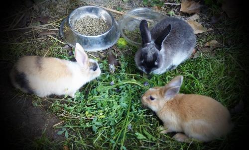 die Zwergkaninchen Timmi, Rudi und Charlotte