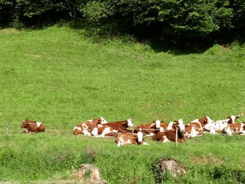 DSC_0453 1 DSC_0453 1