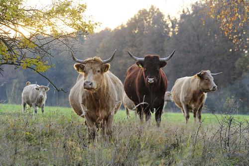 Rinder auf der Weide