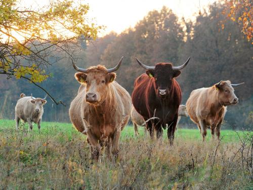 Rinder auf der Weide