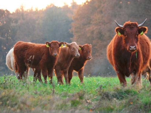 Rinder auf der Weide