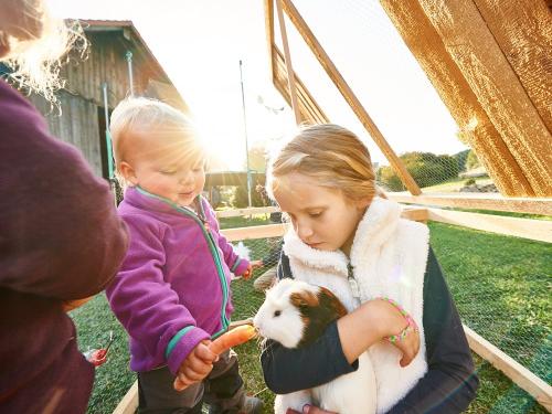 Fütterung des zahmen Meerschweinchens