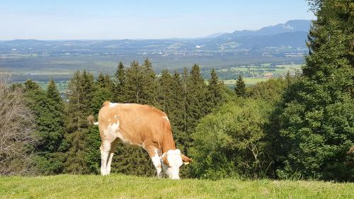kalb