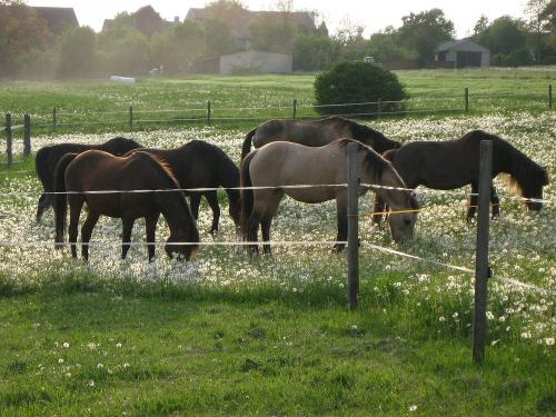 Morgengrauen