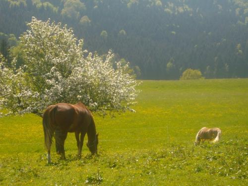 Frühlingserwachen