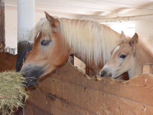 Unser Haflingernachwuchs