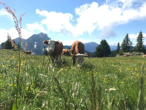 Jungvieh auf der Alm
