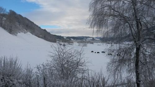 Pferde beobachten im Winter